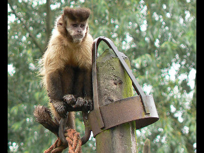 Monkey  -  Tufted capuchin
