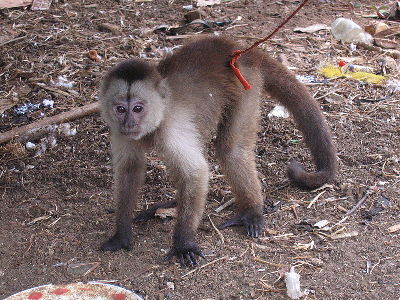 Monkey  -  Weeper Capuchin