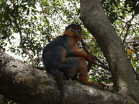 Western Red Colobus image