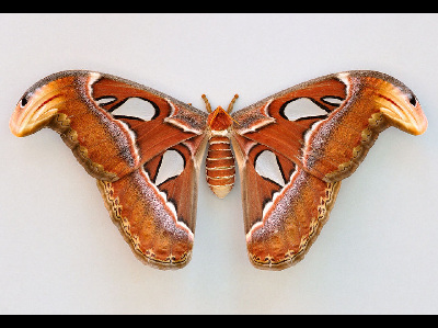 Moth  -  Atlas Moth