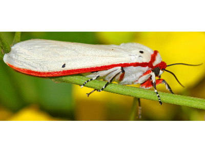 Moth  -  Donovan's Tiger Moth