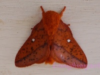 Spiny Oakworm Moth image