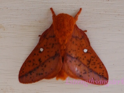 Moth  -  Spiny Oakworm Moth