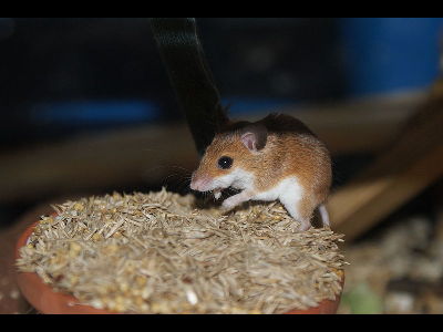Mouse  -  African Pygmy Mouse