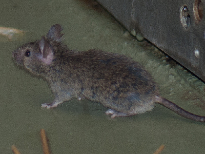 Mouse  -  House Mouse