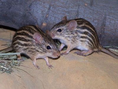 Mouse  -  Striped Grass Mouse
