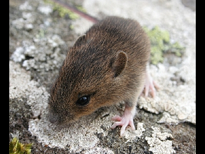 Mouse  -  Wood Mouse