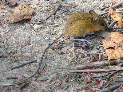 Mouse  -  Woodland Jumping Mouse