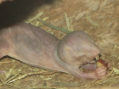 Naked Mole-rat  
