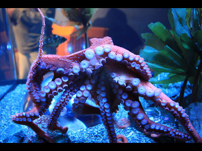 Octopus  -  Giant Pacific Octopus