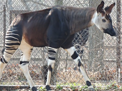 Okapi  