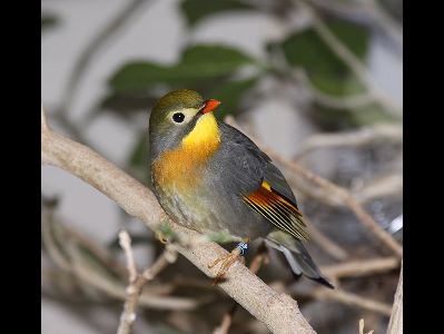 Old World Babbler  -  Pekin Robin