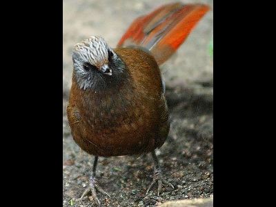 Old World Babbler  -  Red-winged Laughing Thrush