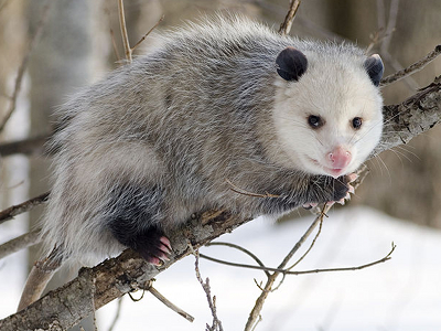 Opossum  