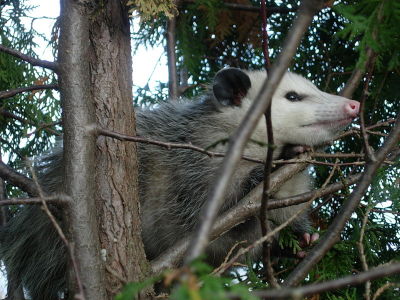 Opossum  -  Virginia Opossum