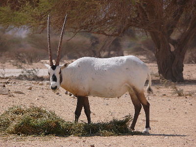 Oryx  -  Arabian Oryx