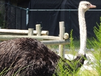 Ostrich image