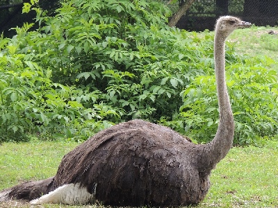 Ostrich  