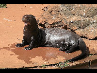 Giant Otter image