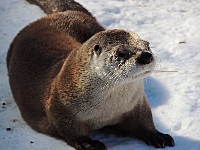 North American River Otter image