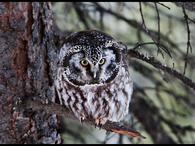 Owl  -  Boreal Owl