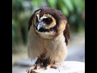 Brown Wood Owl image
