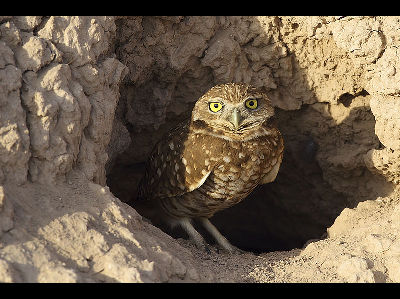 Owl  -  Burrowing Owl