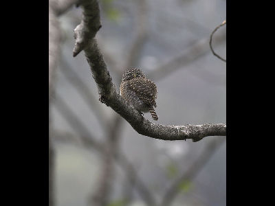 Owl  -  Collared Owlet