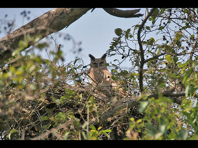 Owl  -  Dusky Eagle Owl