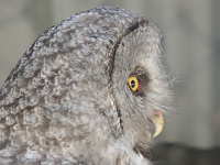 Great Gray Owl image