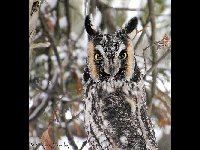 Long-eared Owl image
