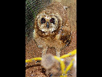 Marsh Owl image