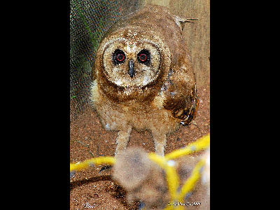 Owl  -  Marsh Owl