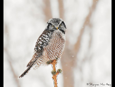 Owl  -  Northern Hawk Owl
