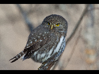 Northern Pygmy Owl image