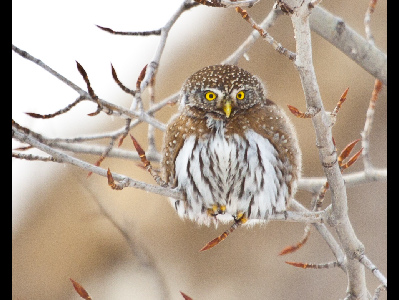 Owl  -  Northern Pygmy Owl