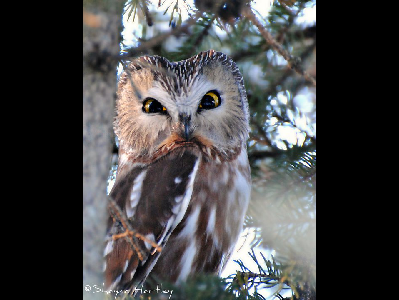 Owl  -  Northern Saw-whet Owl