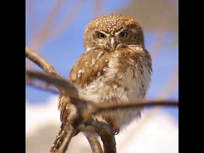 Owl  -  Pearl-Spotted Owlet