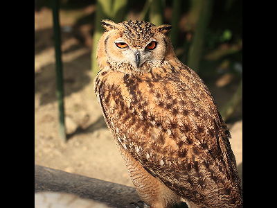 Owl  -  Pharaoh Eagle Owl