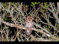 Rusty-barred Owl image