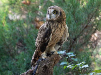 Short-eared Owl image