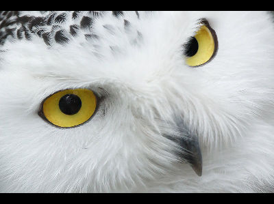 Owl  -  Snowy Owl