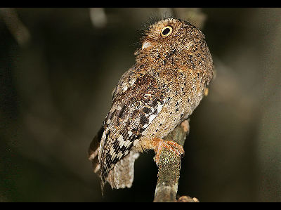 Owl  -  Sokoke Scops Owl