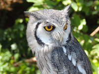 Southern White-faced Scops Owl image