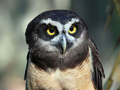 Owl  -  Spectacled Owl