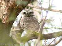 Spotted Owlet image