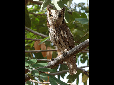Owl  -  Tropical Screech Owl