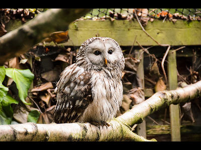 Owl  -  Ural Owl