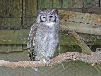 Verreaux's Eagle Owl image