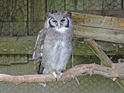 Owl  -  Verreaux's Eagle Owl